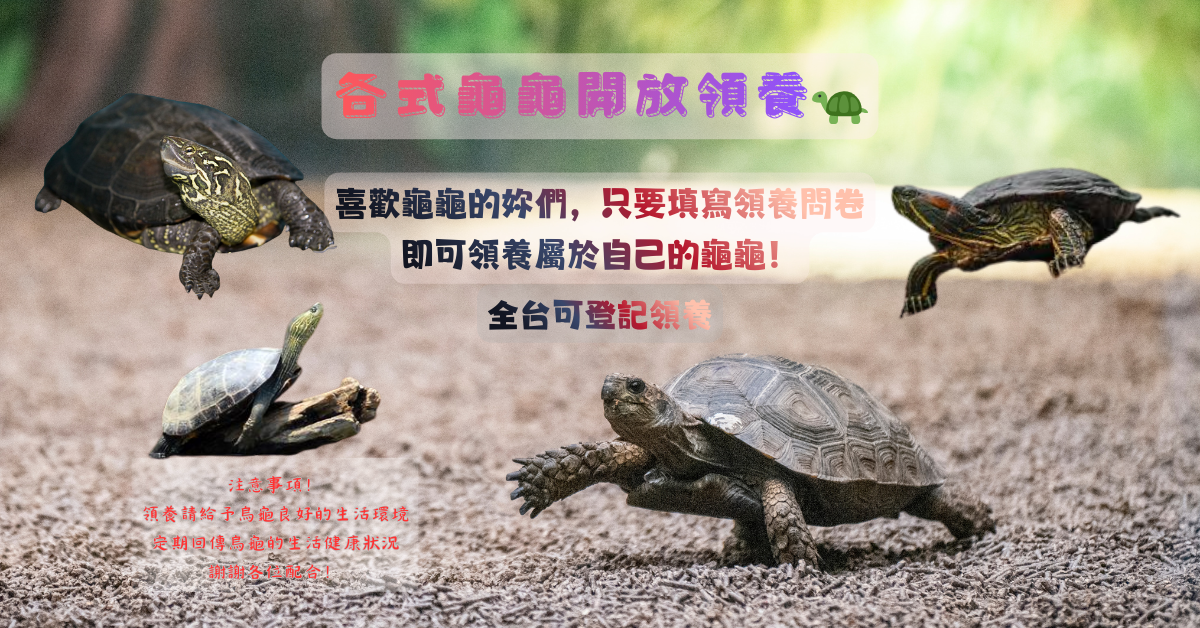 點擊諮詢領養👇 Mylink