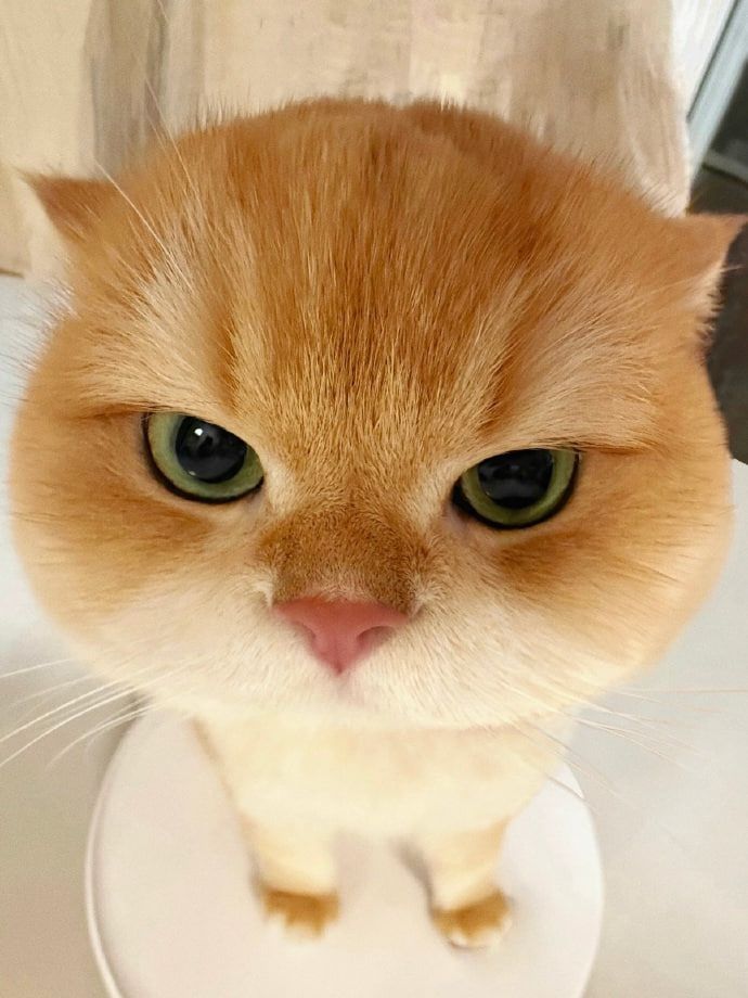 治愈貓咪寵物分享全是貓（😹cat） Mylink