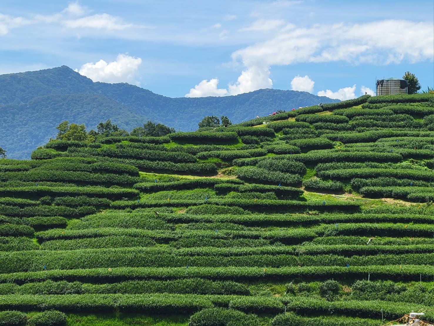 清境東眼山，高老師茶園 Mylink